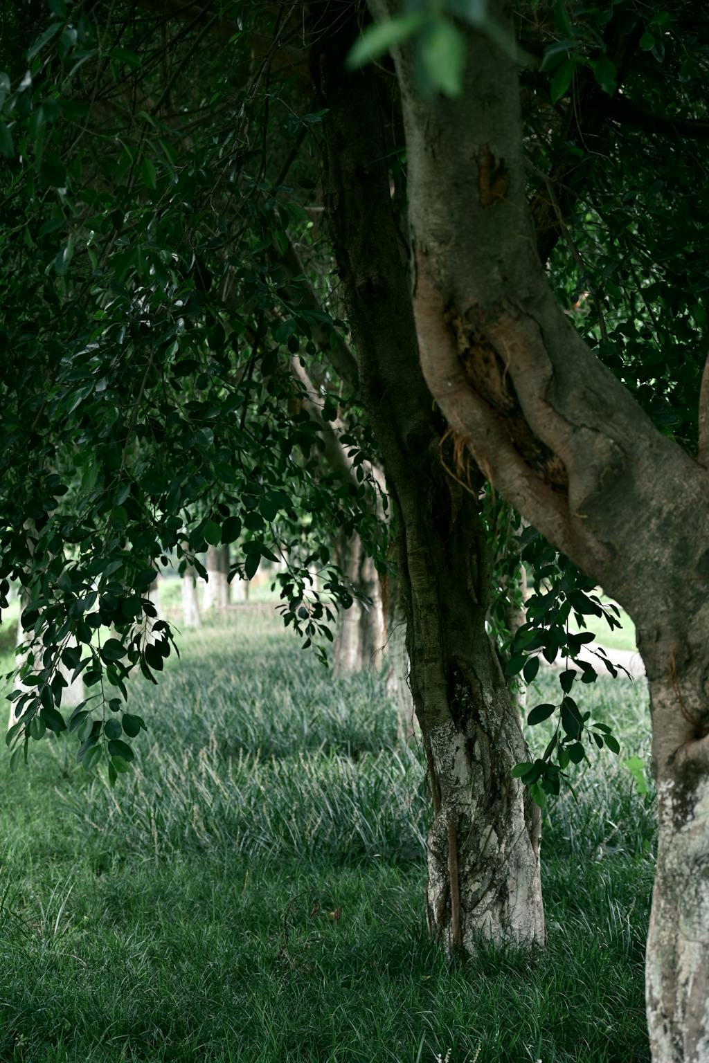 Quiet forest area with tall, leafy trees creating a peaceful, natural setting.